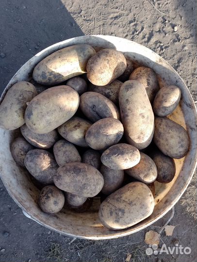 Продаю картофель на корм скоту