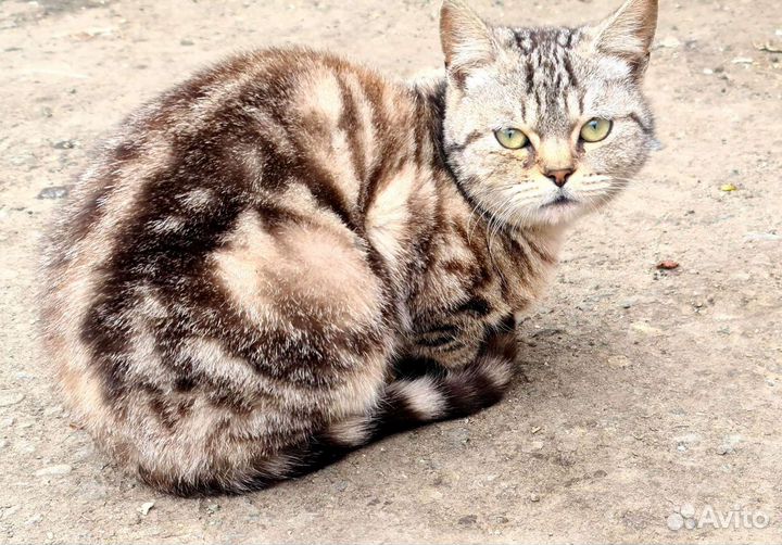 Котик