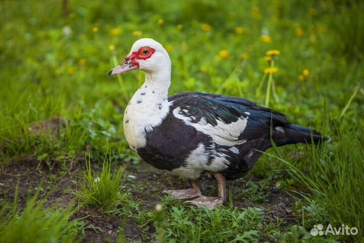 Индоутки, утки и селезни