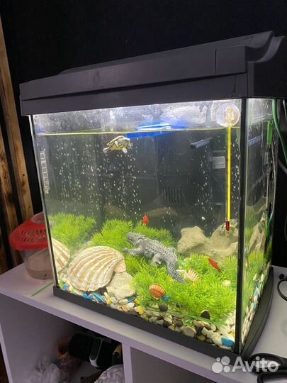 Аквариума