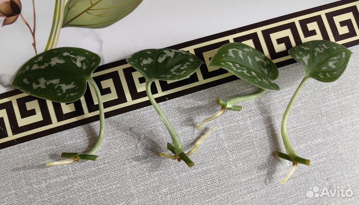 Сциндапсус