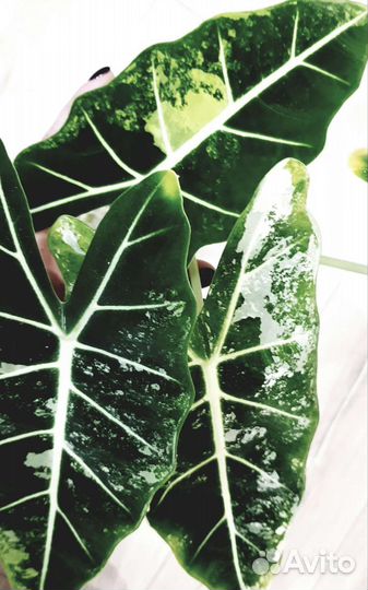 Алоказия Фрайдек вариегатная