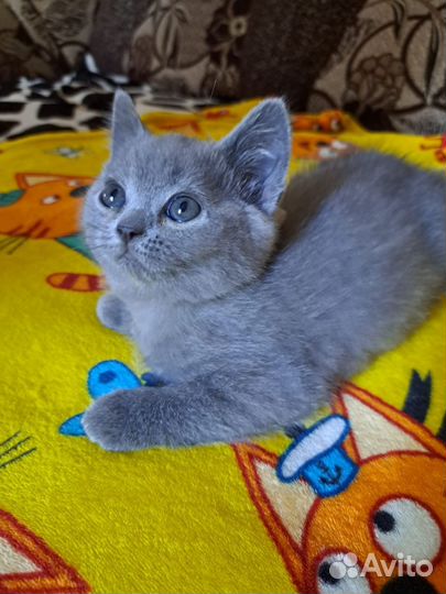 Британская