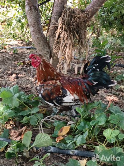 Продаëтся бойцовский петух