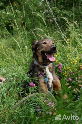 Добрый пес Стич в добрые руки