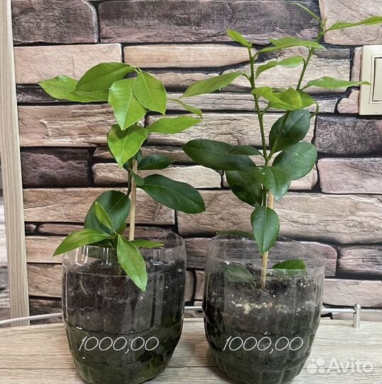 Лимон павловский плодоносящий