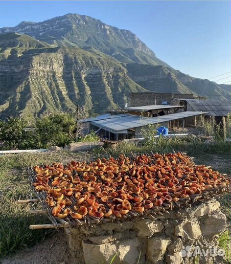 Курага домашняя горная дагестанская