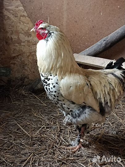 Петух