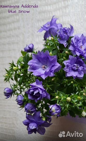 Кампанула жених и невеста