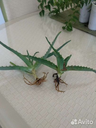 Алоэ столетник