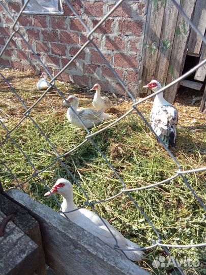 Мускусные утки