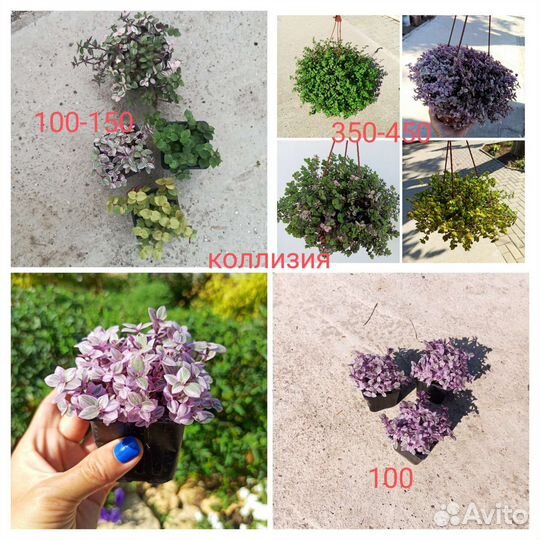 Традисканции, коллизии