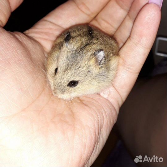 Отдам в добрые руки