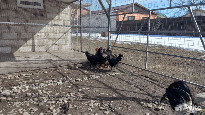 Петухи карчи айк