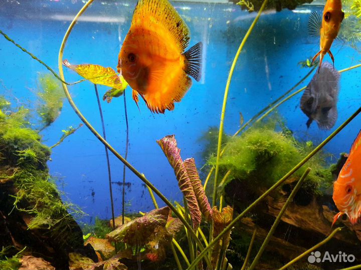 Аквариум с тумбой 450л