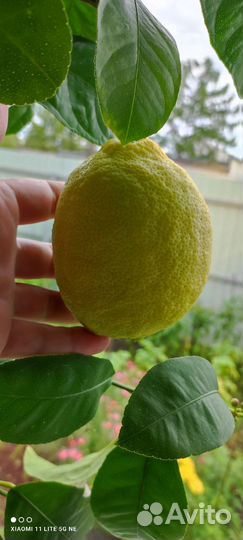 Лимон саженцы мал.деревца