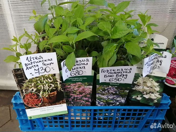 Гортензия, голубика, жимолость, клюква роза, пион