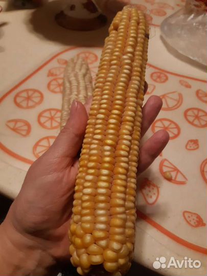 Семена кукурузы не гибрид