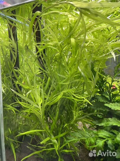 Аквариумные растения