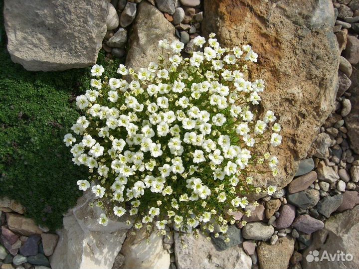 Альпийские растения