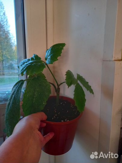 Тетрастигма вуанье