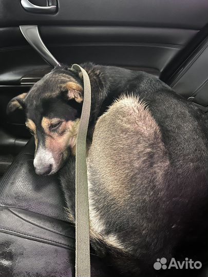 Собака в добрые руки