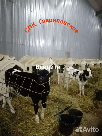Бычки телята Белгородские