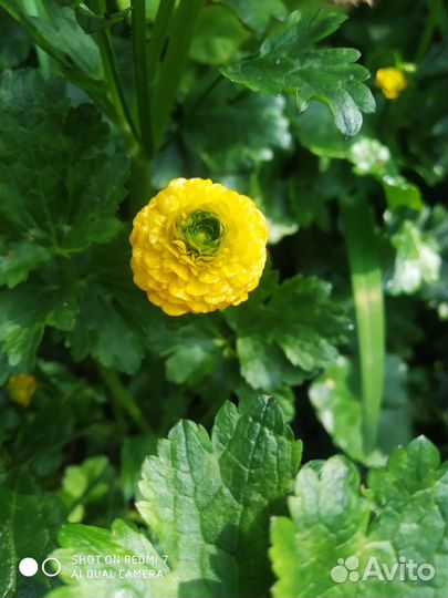 Лютик едкий