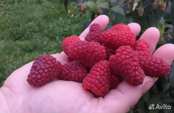 Малина ремонтантная красная