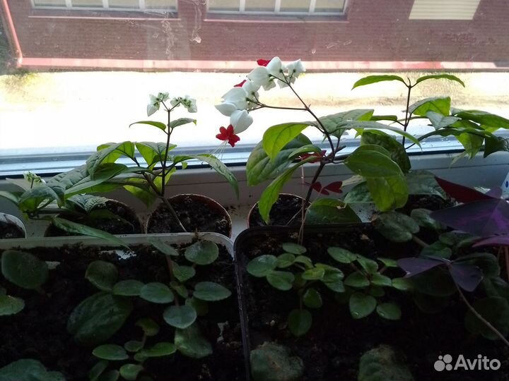 Клеродендрум