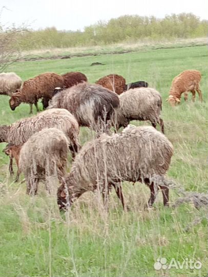 Овцы бараны ягнята