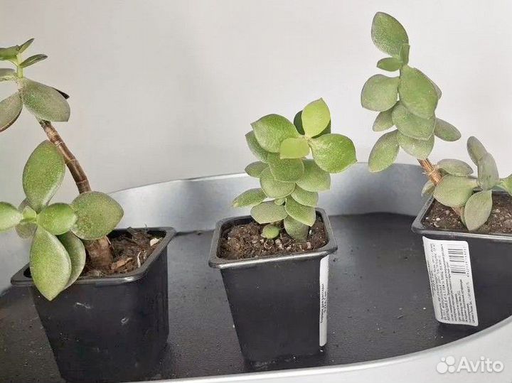 Домашние цветы толстянка денежное дерево