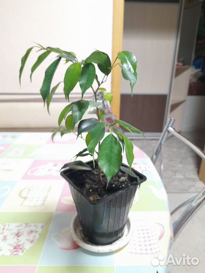 Комнатные цветы