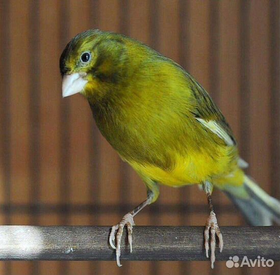 Кенары и канарейки