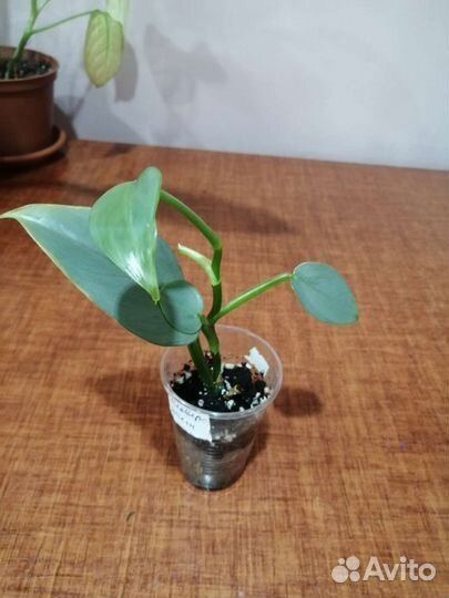 Филодендрон