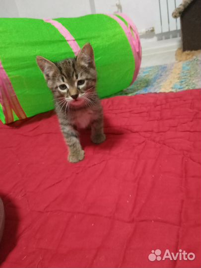 Котик бесплатно в добрые руки