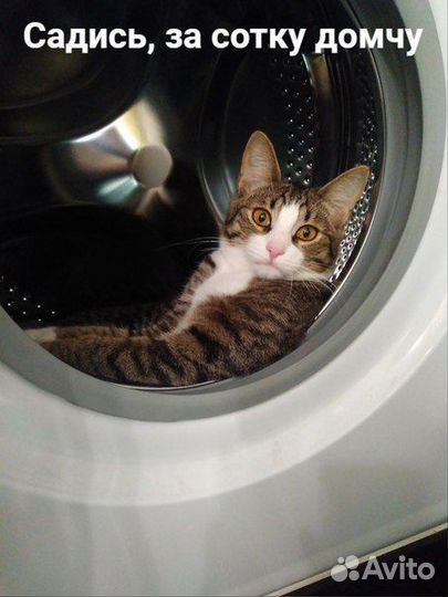 Промоутер почтальон