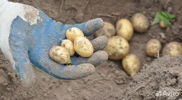 Продам мелкий картофель
