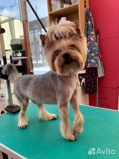 Стрижка собак. Груминг