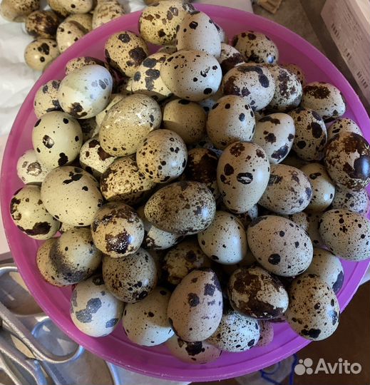 Инкубационное яйцо перепепелов, перепела несушки