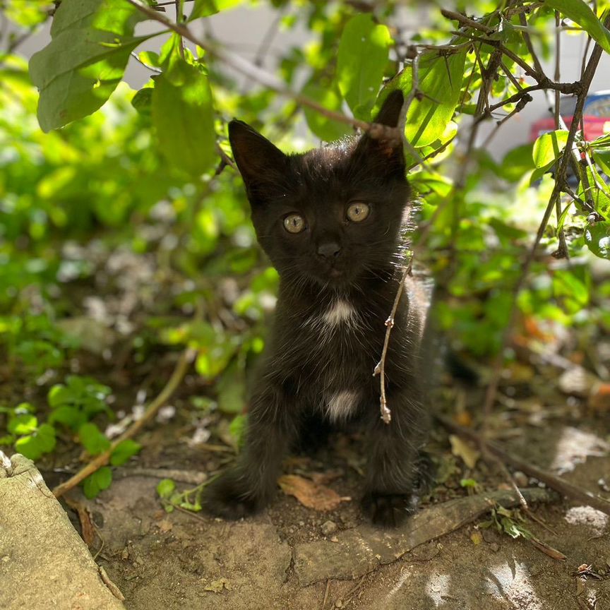 Котята бесплатно