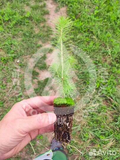 Сеянцы сосны и ели зкс