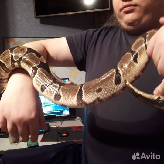 Аквариум с королевской змеёй