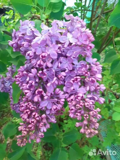 Саженцы сирени