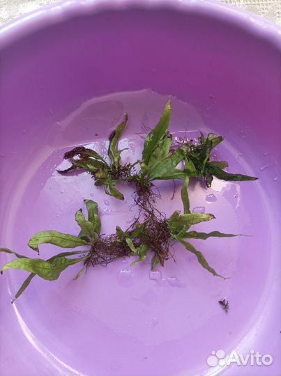 Растения для аквариума прополка