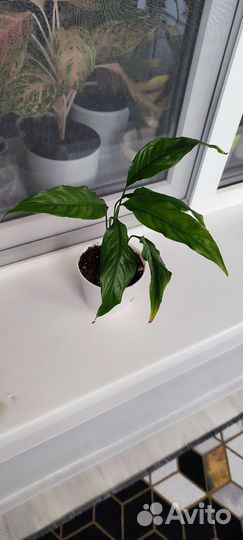 Спатифиллум