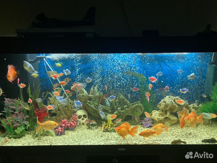 Обслуживание аквариумов