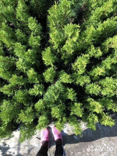 Туя западная Смарагт