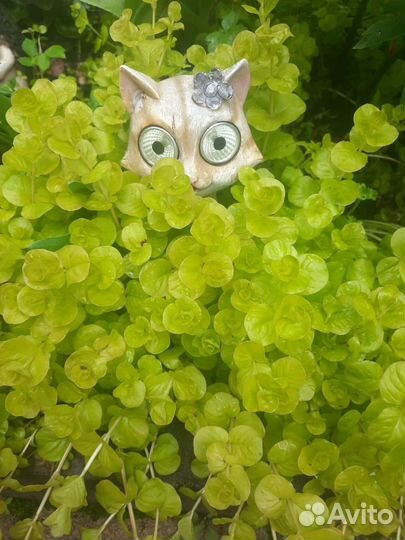 Вербейник монетчатый