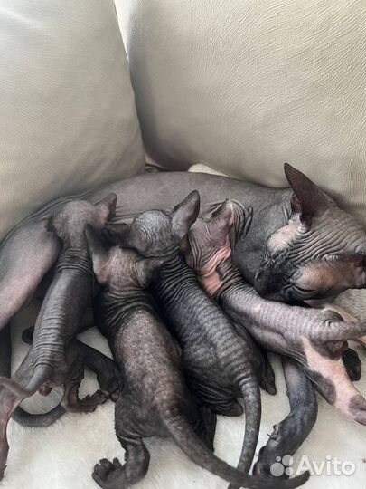 Канадский сфинкс